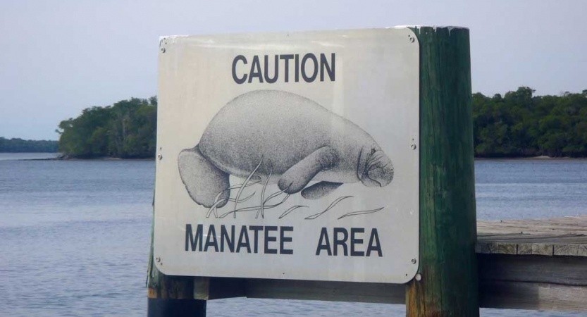 In front of a body of water, a sign reads "Caution Manatee Area" and has a picture of a manatee. 